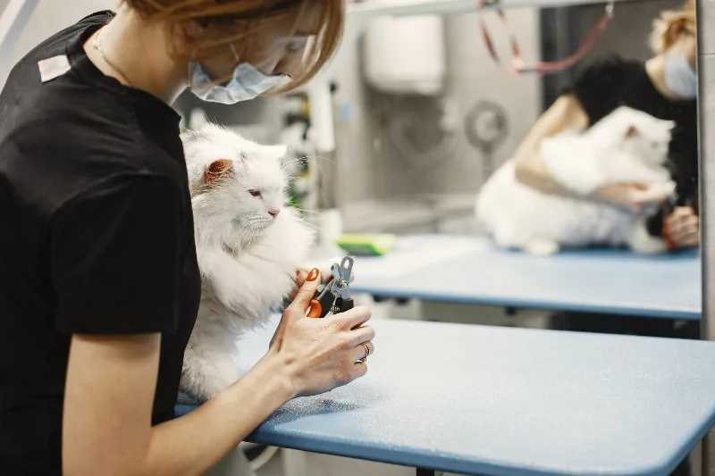Check-up ve İç Hastalıkları