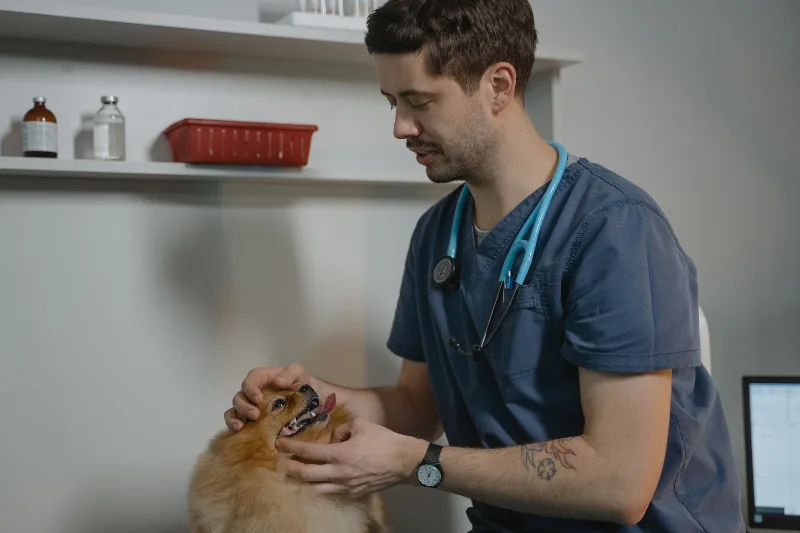 Kedi ve Köpeklerde Mevsim Geçişi Bakımı: Pratik Bir Rehber