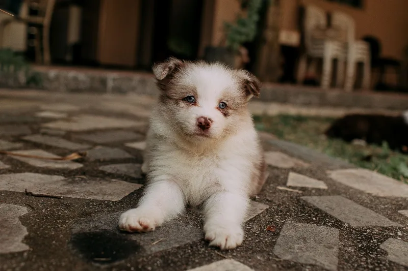 Pet Kuaför